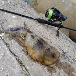 好調！越前デイエギング